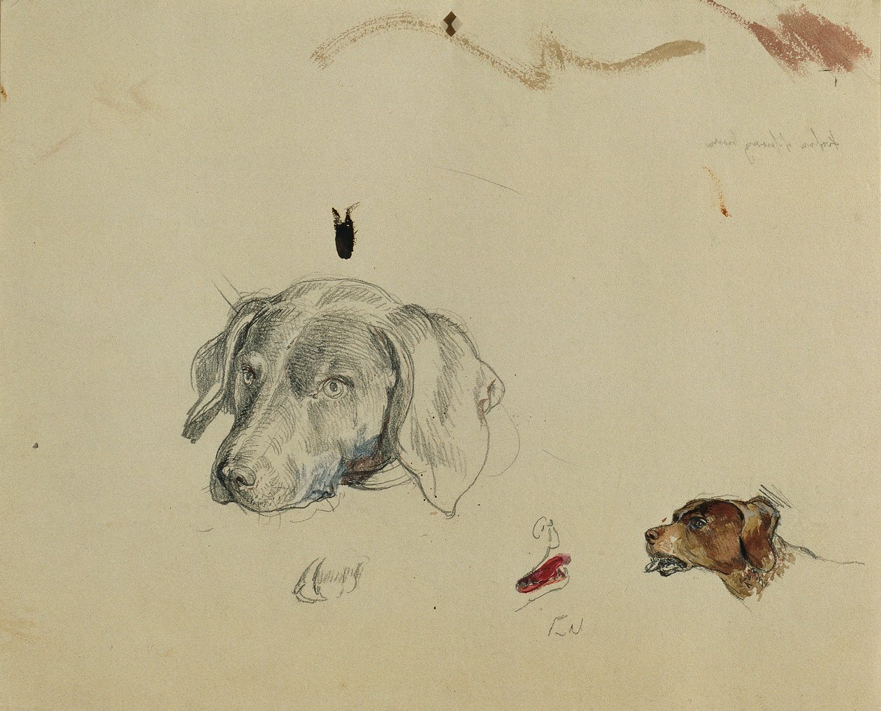 hundestudie af Johann Peter Krafft