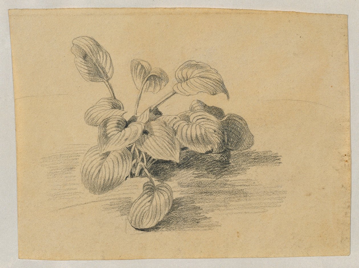 Undersøgelse af en løvplante af Johann Peter Krafft