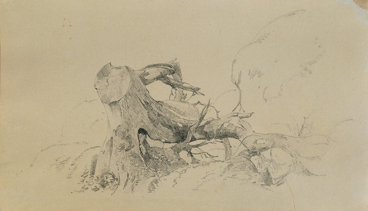 Rodsystem, væltet træ af Johann Peter Krafft