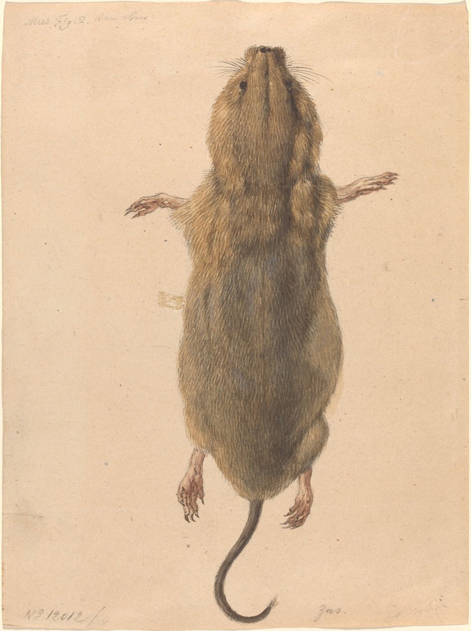 En markmus fra oven af Johann Rudolph Schellenberg