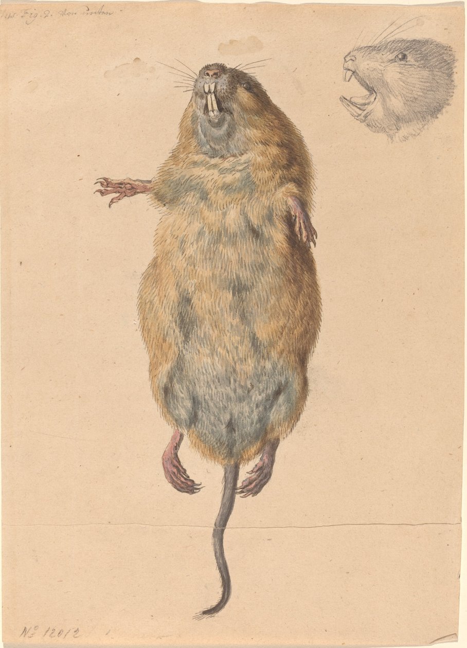 En markmus, nedefra af Johann Rudolph Schellenberg