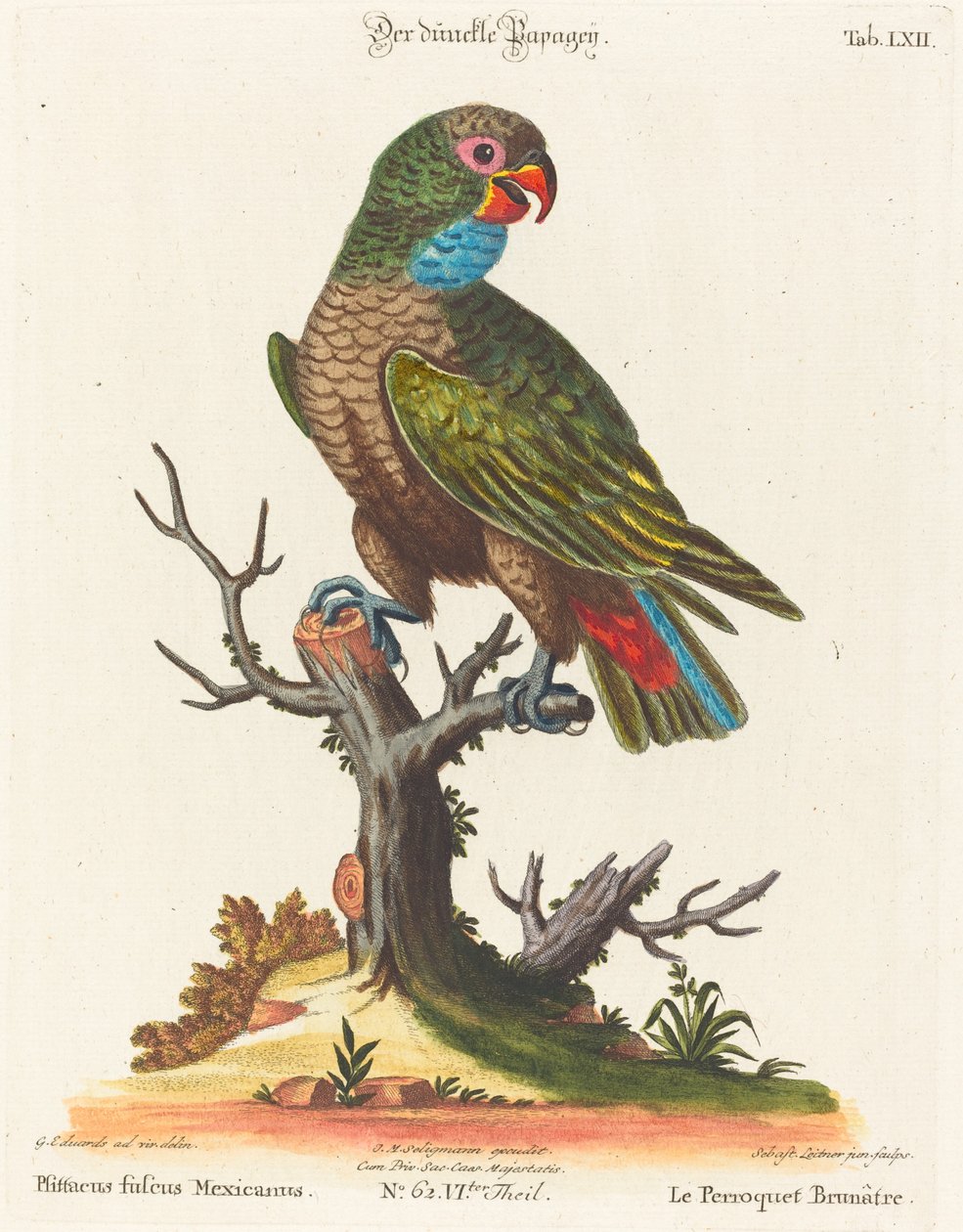 Papegøje (Le Parrot Brunatre. Pfittacus Fulcus Mexicanus) af Johann Sebastian Leitner after George Edwards