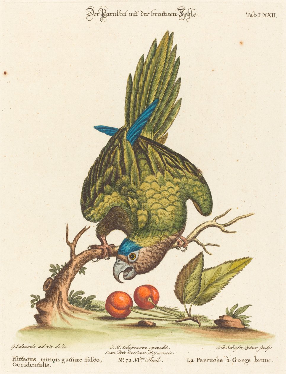 Mindre brunstrubet parakit, vestlig af Johann Sebastian Leitner after George Edwards