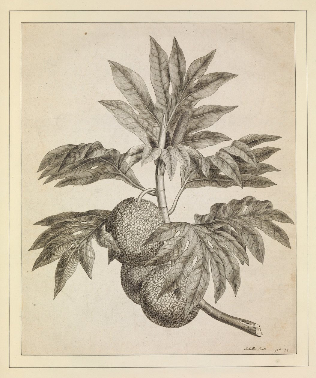 En gren af brødfrugttræet af Johann Sebastien Muller