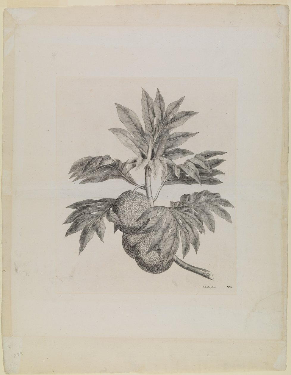 En gren af brødfrugttræet med frugten af Johann Sebastien Muller