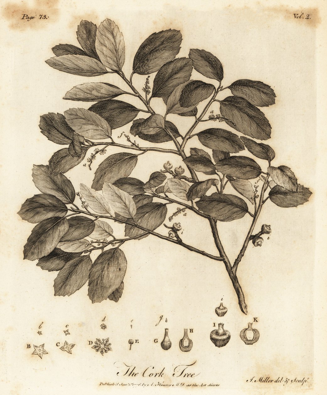 Korkeg, Quercus suber. af Johann Sebastien Muller