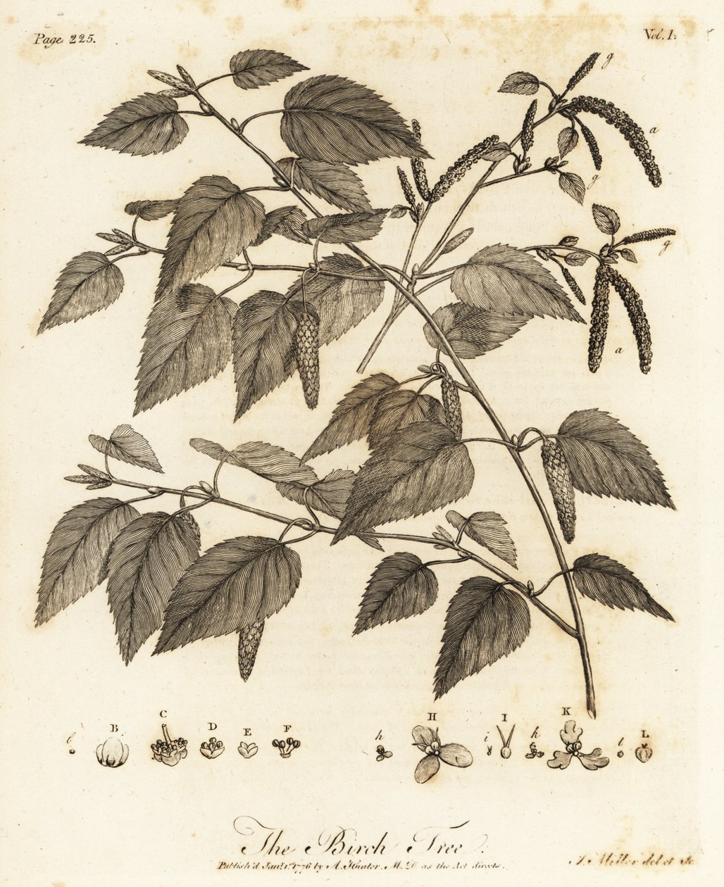 Dunet birk, Betula pubescens. af Johann Sebastien Muller