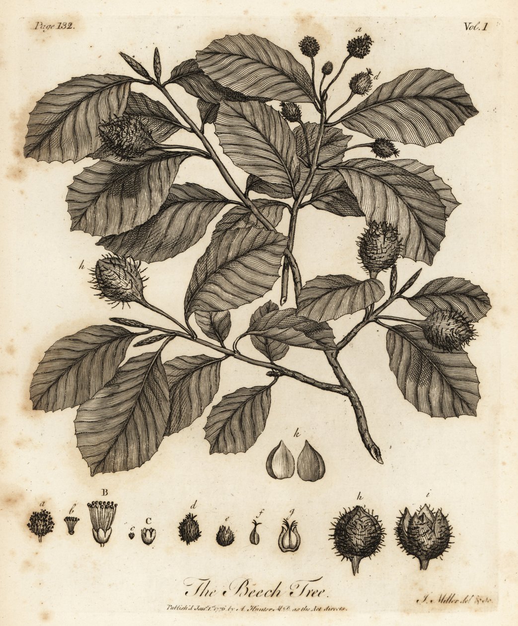 Europæisk bøg eller almindelig bøg, Fagus sylvatica. af Johann Sebastien Muller