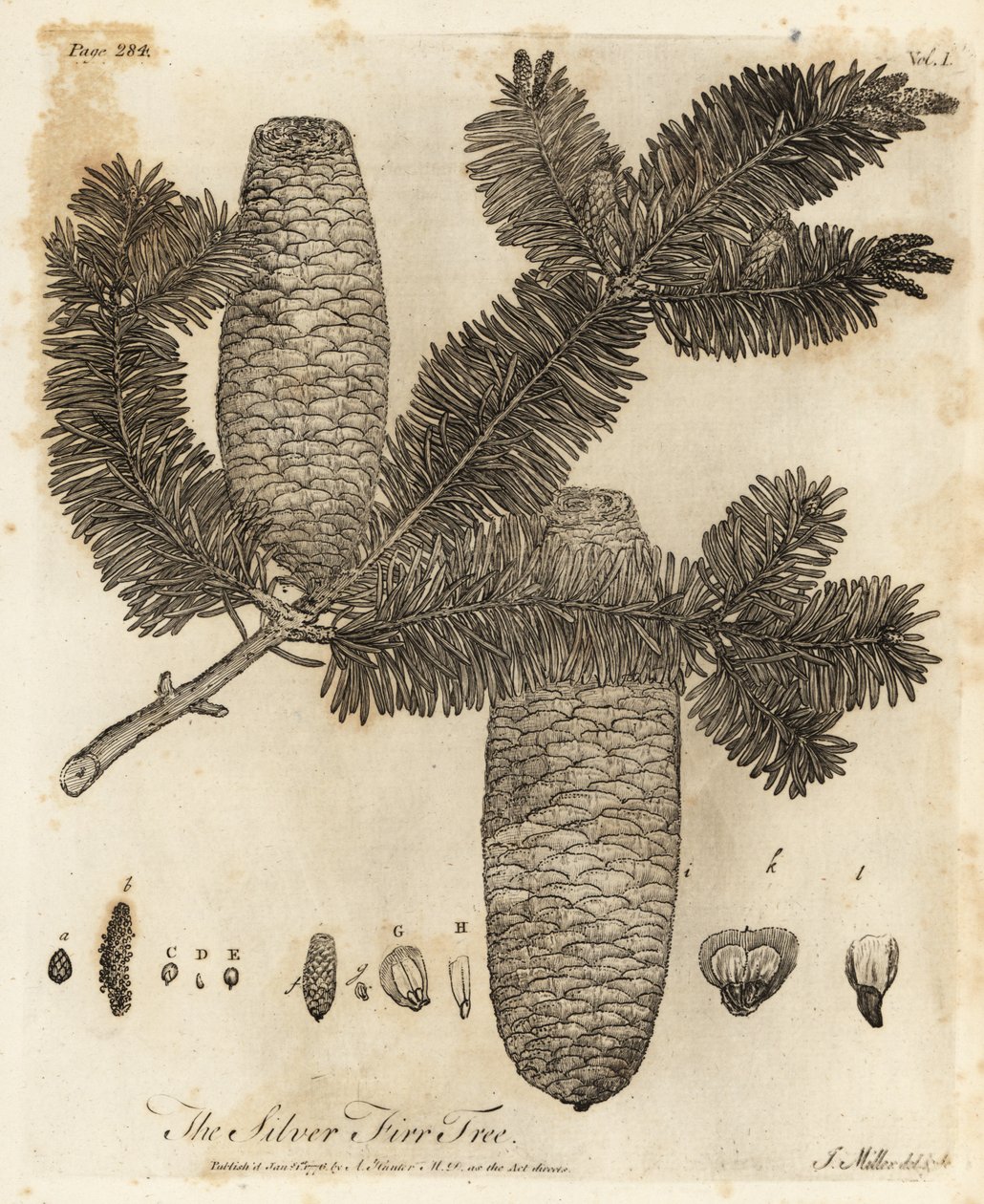 Europæisk sølvgran, Abies alba. af Johann Sebastien Muller