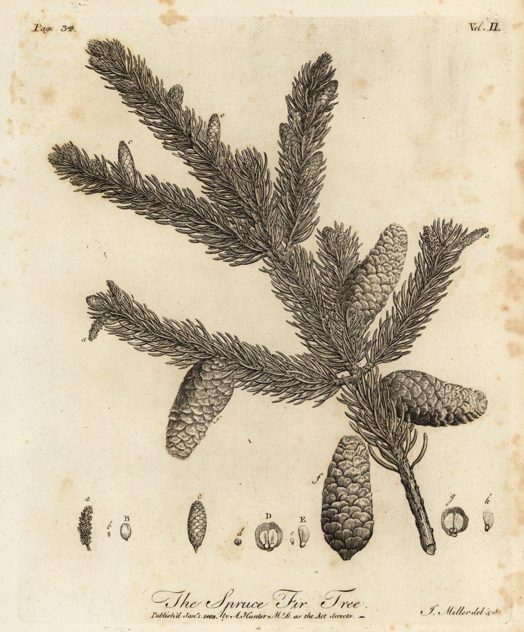 Ædelgran eller europæisk gran, Picea abies af Johann Sebastien Muller