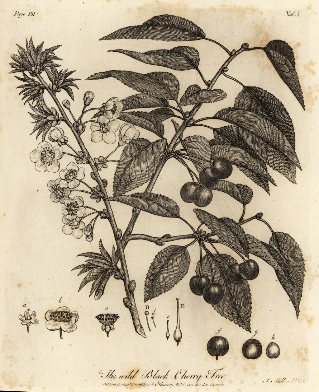 Surkirsebær, syrlige kirsebær eller dværgkirsebær, Prunus cerasus. af Johann Sebastien Muller