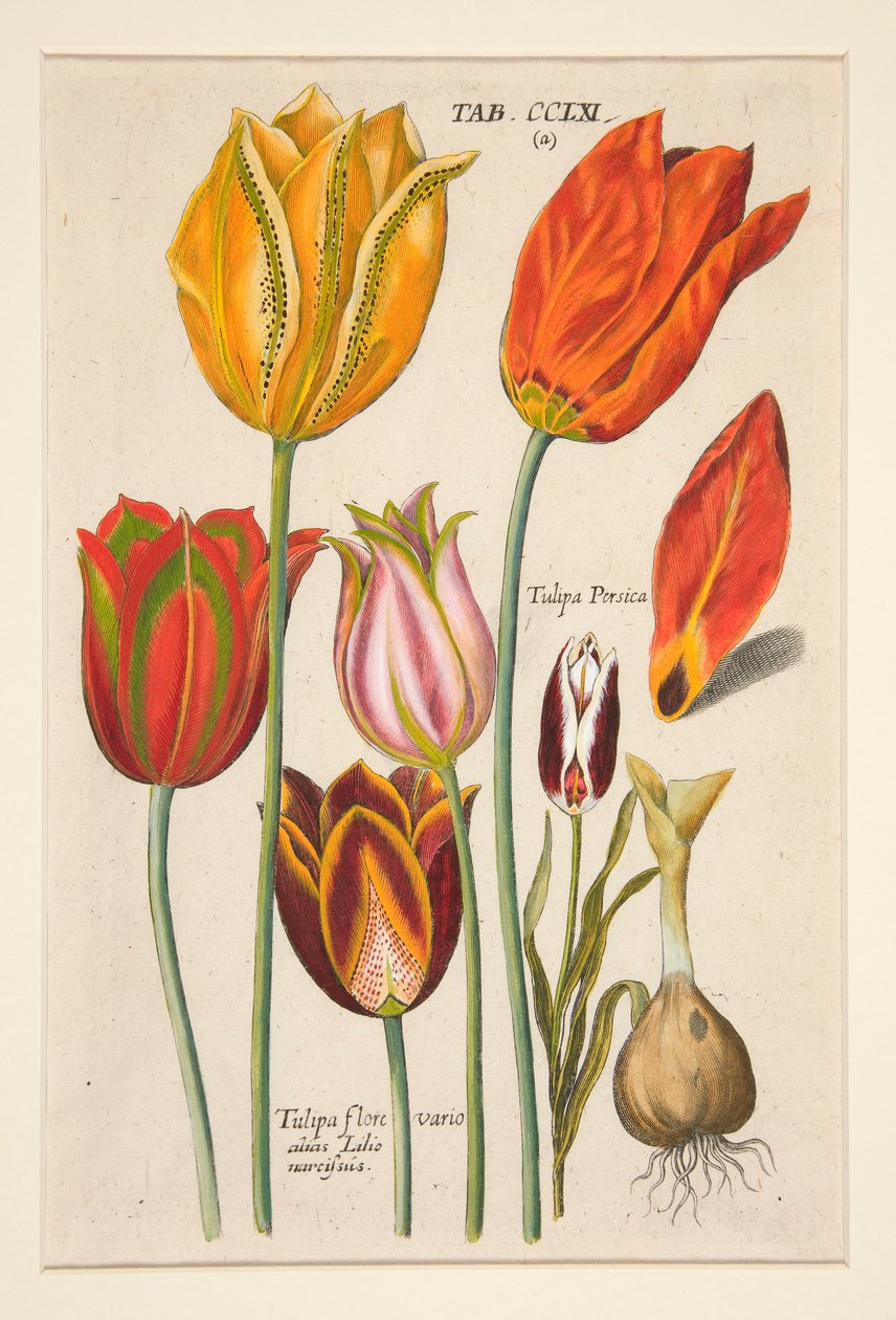 En ny Florilegium, dette er de forskellige og største stråler af blomster og planter (Blomsterplade); (Tulipaner); fra et sæt med 81 plader af Johann Theodor de Bry