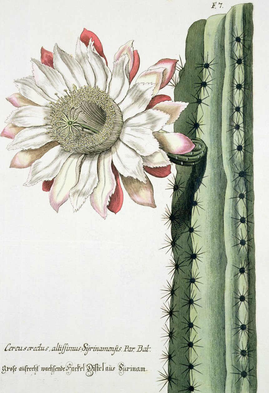 Cereus Erectus Altissimus Syrinamensis fra Phythanthoza Iconographica udgivet i Tyskland, 1737-45 af Johann Wilhelm Weinman