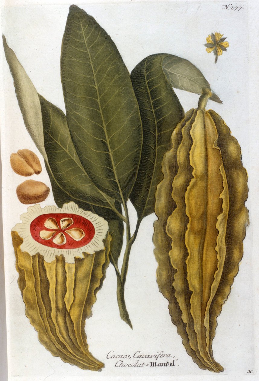 Kakao - i Herbier af J. W. Weinmann af Johann Wilhelm Weinman