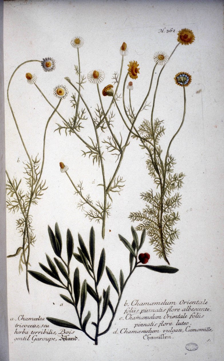 Adskillige arter af Chamaemelum (kamille) -I "" Herbarium af J.W.Weinmann i 1737. af Johann Wilhelm Weinman