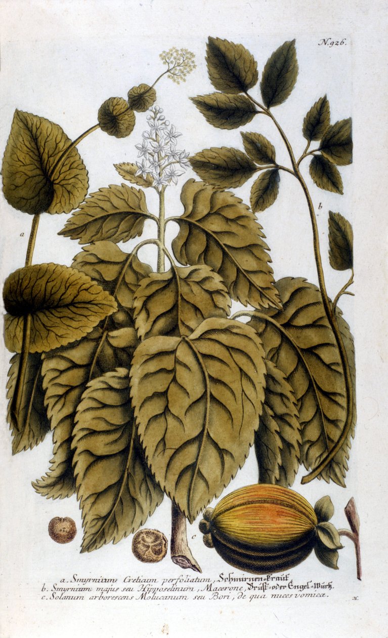 Smyrnium Cretium perfoliatum - Maceron de Crete eller Maceron perfolia. Tallerken taget fra herbariet af J. W. Weinmann af Johann Wilhelm Weinman