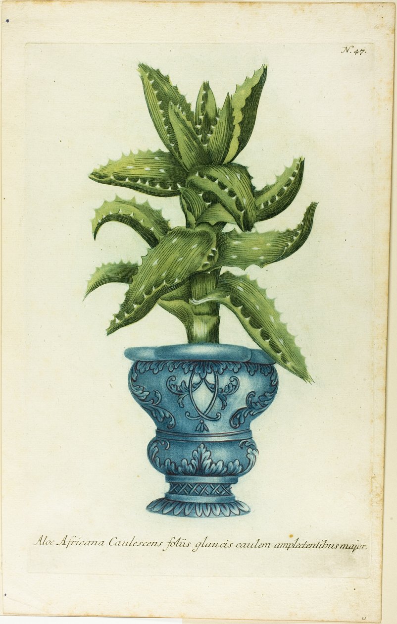African Aloe, tallerken 47 fra Phtanthoza Iconographia af Johann Wilhelm Weinmann