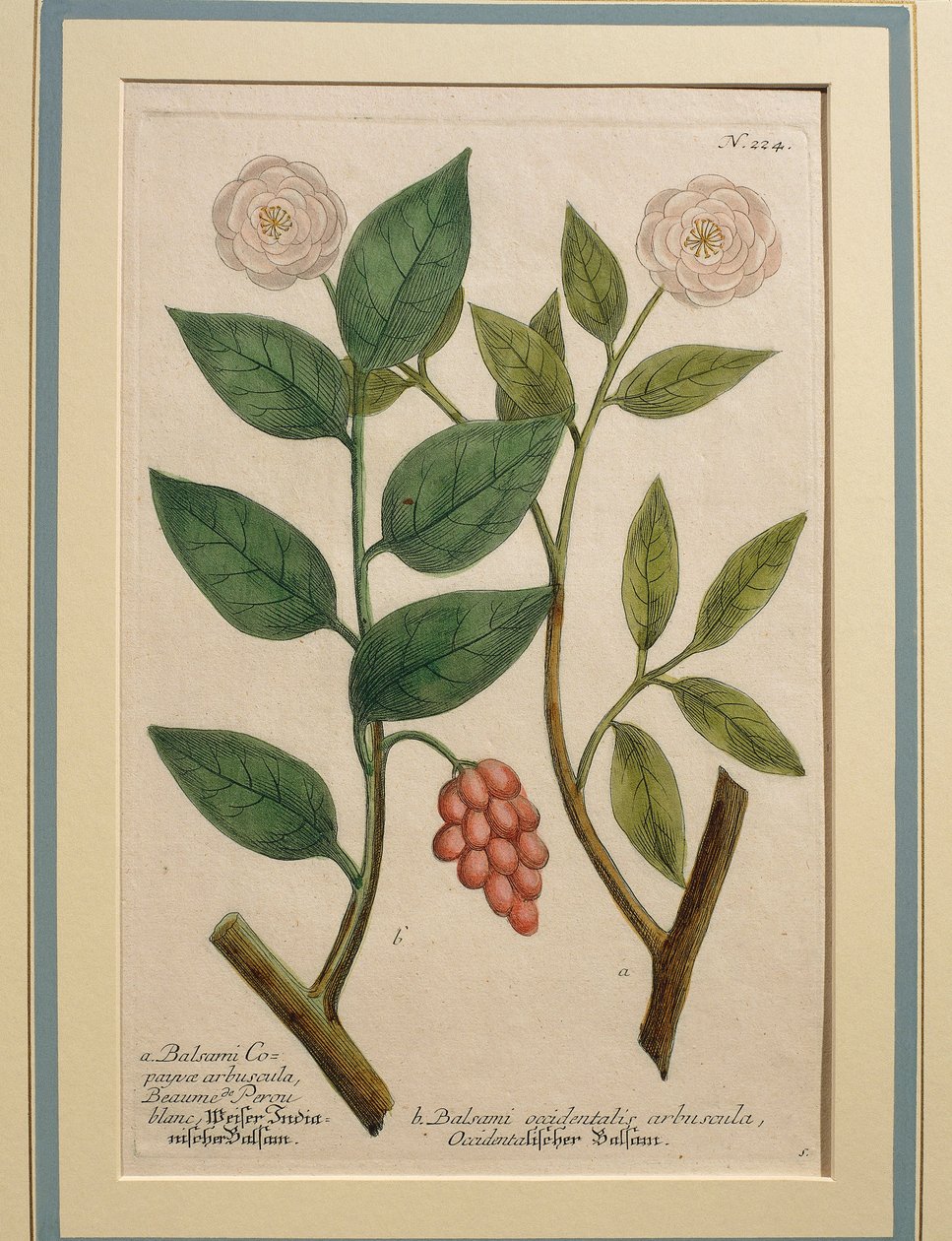Vestlig balsambusk, farvet gravering af Johann Wilhelm Weinmann