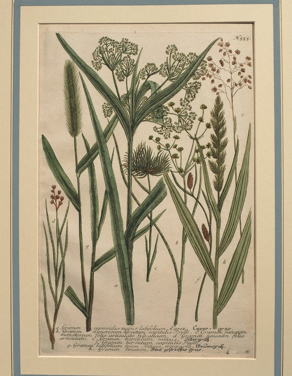 Bermuda græs (Cynodon dactylon), farvet gravering af Johann Wilhelm Weinmann