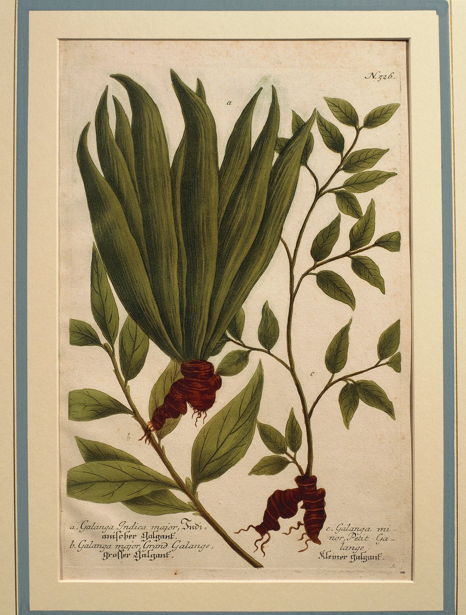 Greater Galangal (Alpinia galanga), Galanga Indica major og Galanga major, farvet gravering af Johann Wilhelm Weinmann