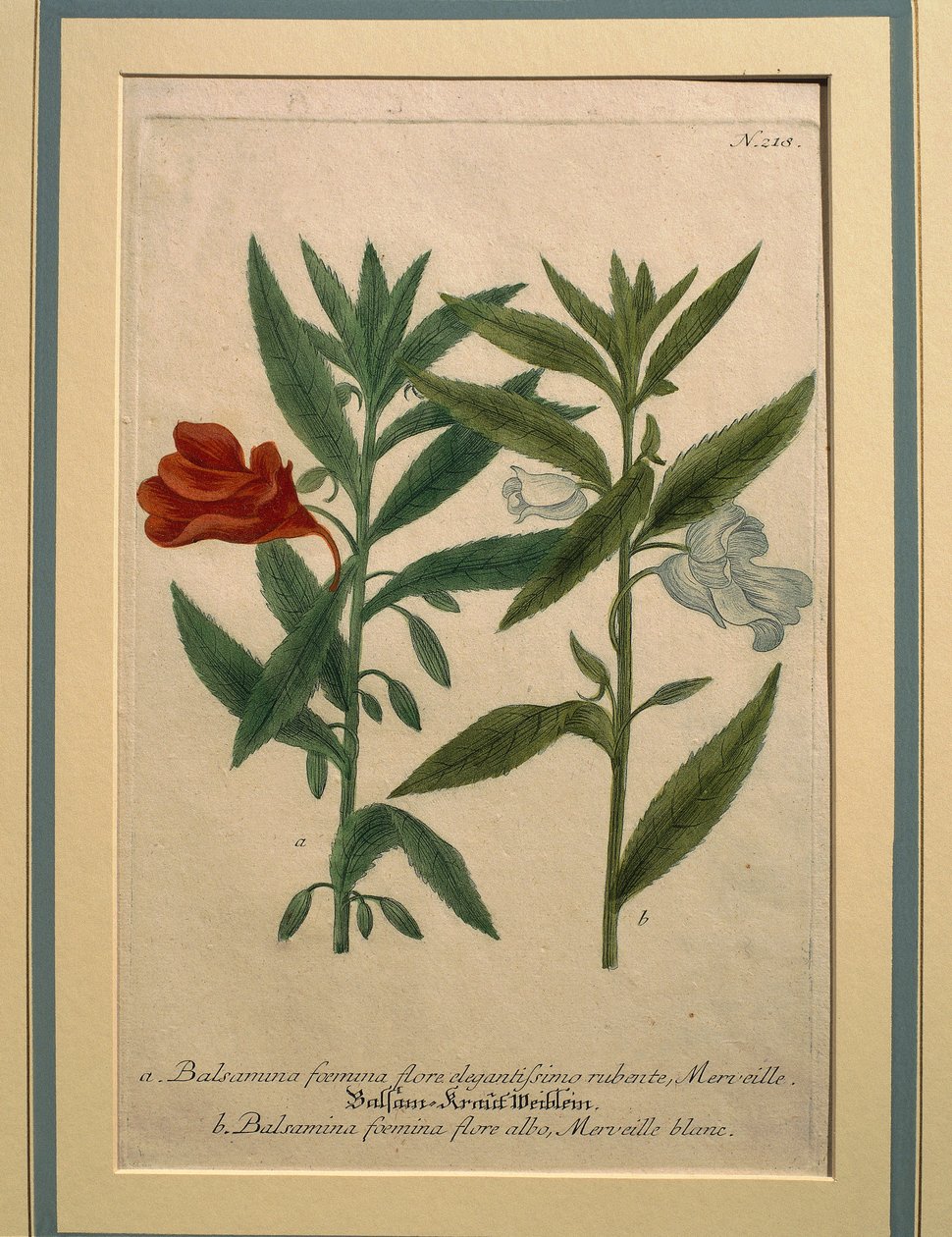 Impatiens, farvet gravering af Johann Wilhelm Weinmann