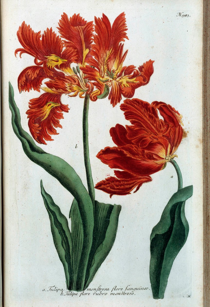Rød tulipan. Botanisk tavle af Johann Wilhelm Weinmann