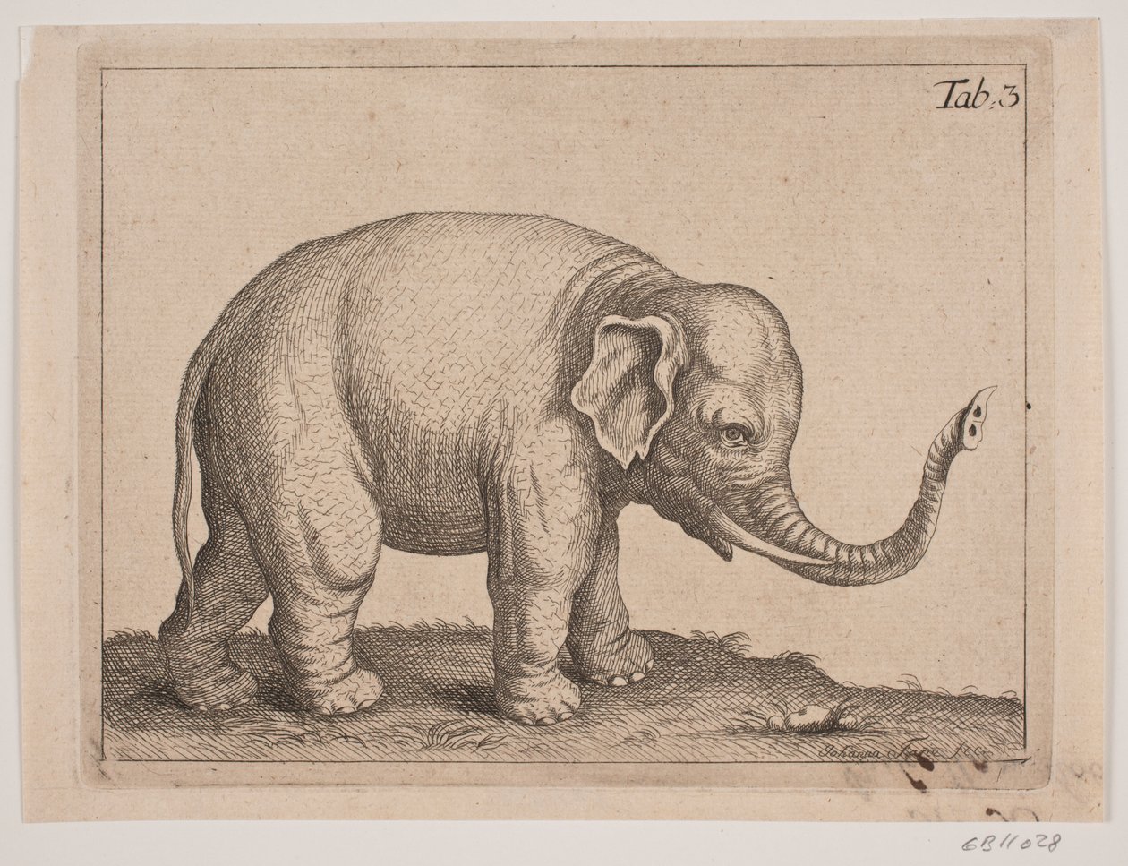 En elefant af Johanna Fosie