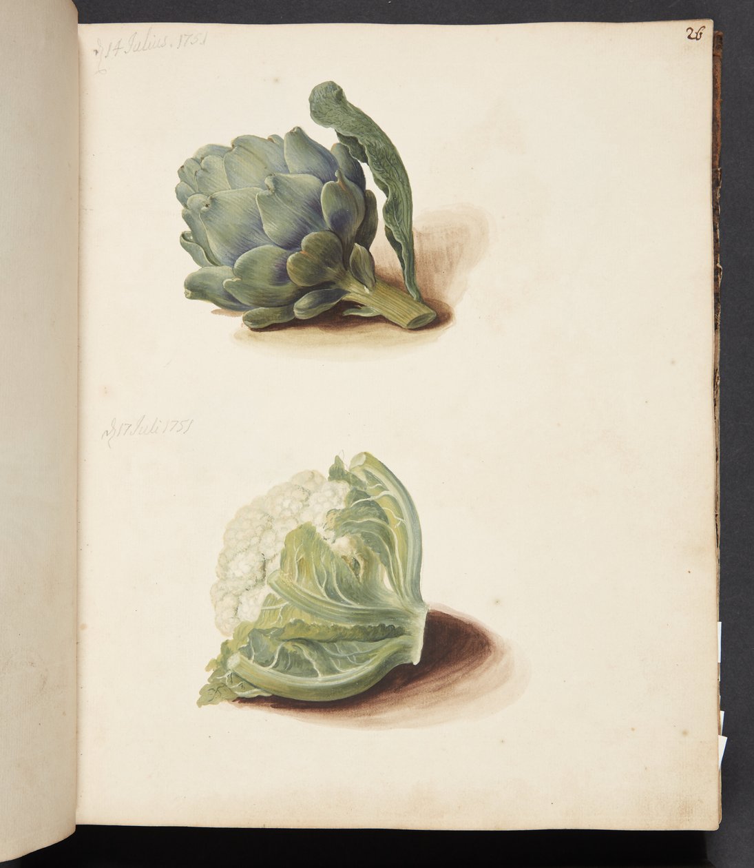 Studie af artiskok og blomkålshoved af Johanna Fosie