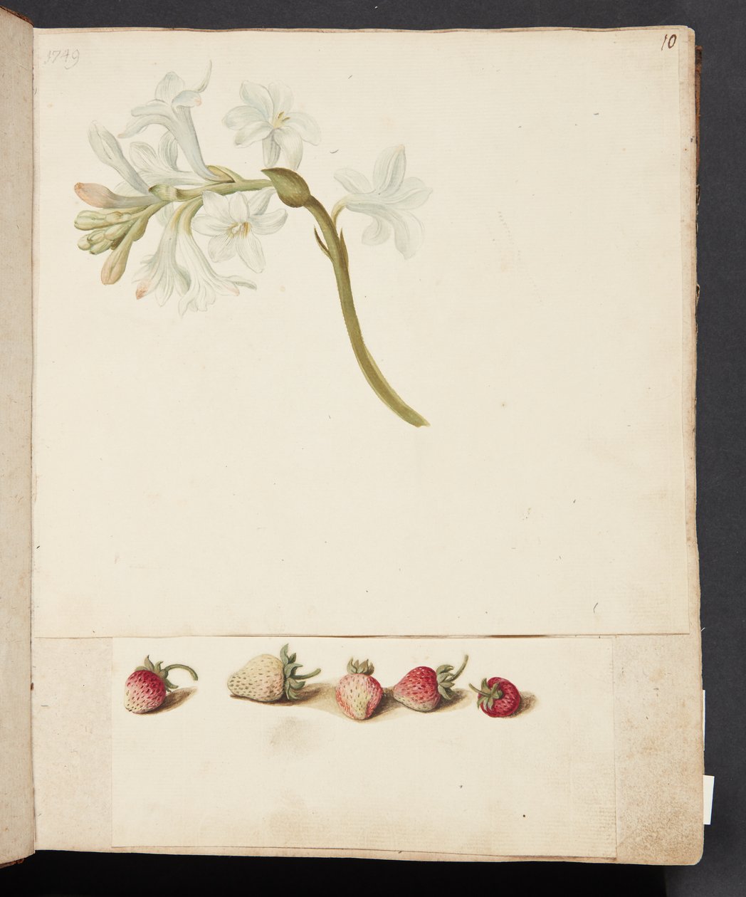 Studie af blomst og jordbær af Johanna Fosie