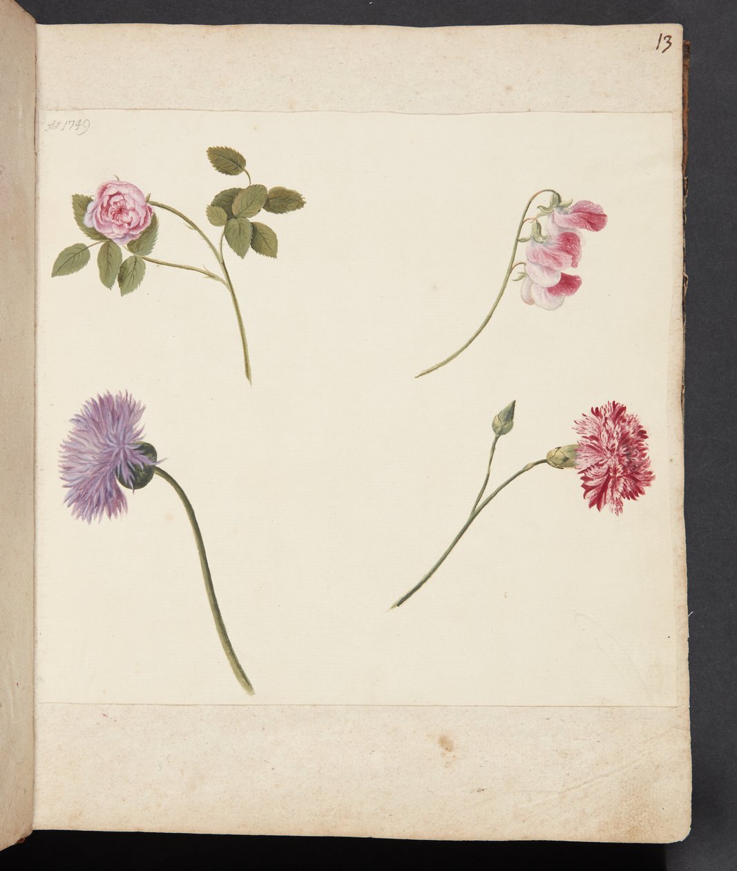 Studie af blomster af Johanna Fosie