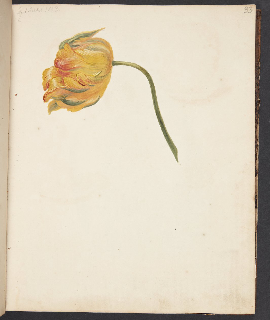 Studie af gul tulipan af Johanna Fosie