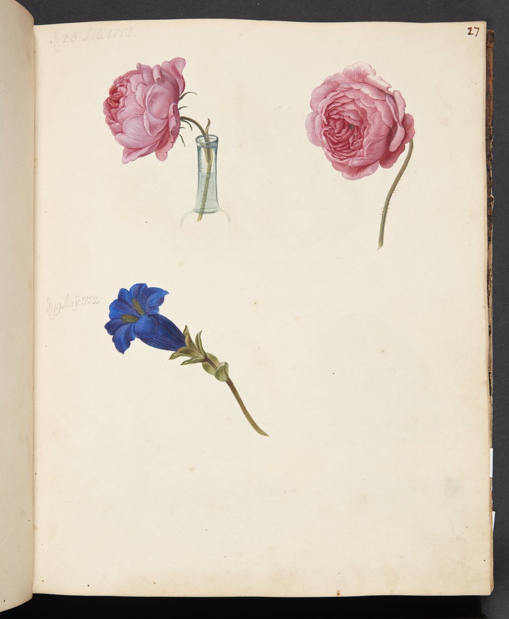 Studie af lyserød rose og blå blomst af Johanna Fosie