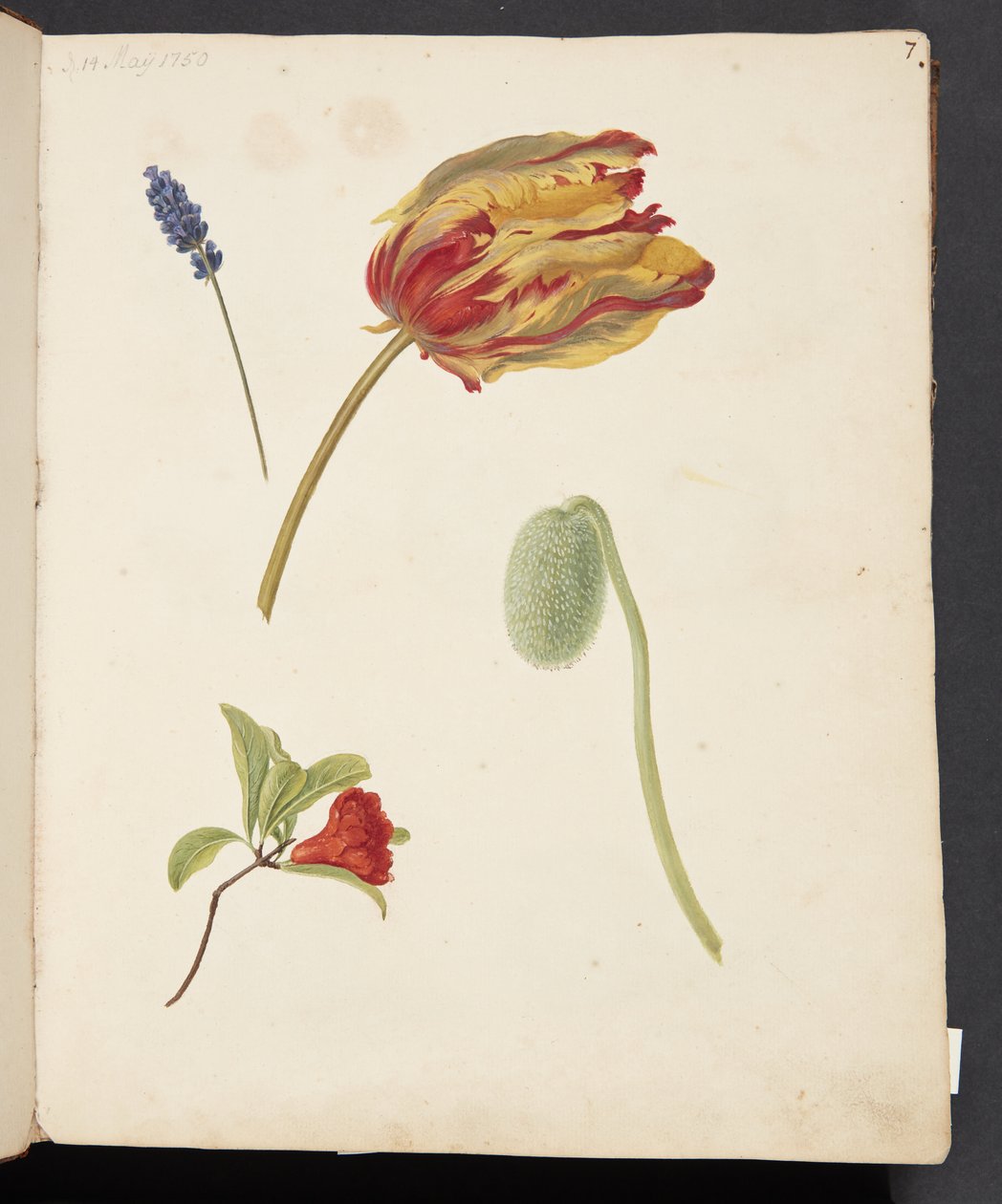 Studie af tulipan og andre blomster af Johanna Fosie