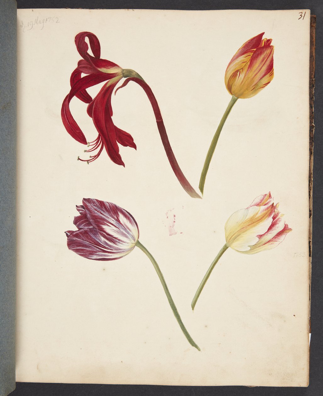 Studie af tulipaner af Johanna Fosie