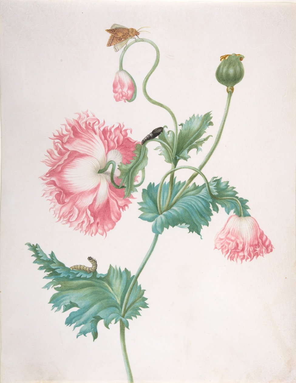 En valmue i tre blomstringsstadier, med larve, puppe og sommerfugl, slutningen af 17.-begyndelsen af 18. årh. af Johanna Helena Graff