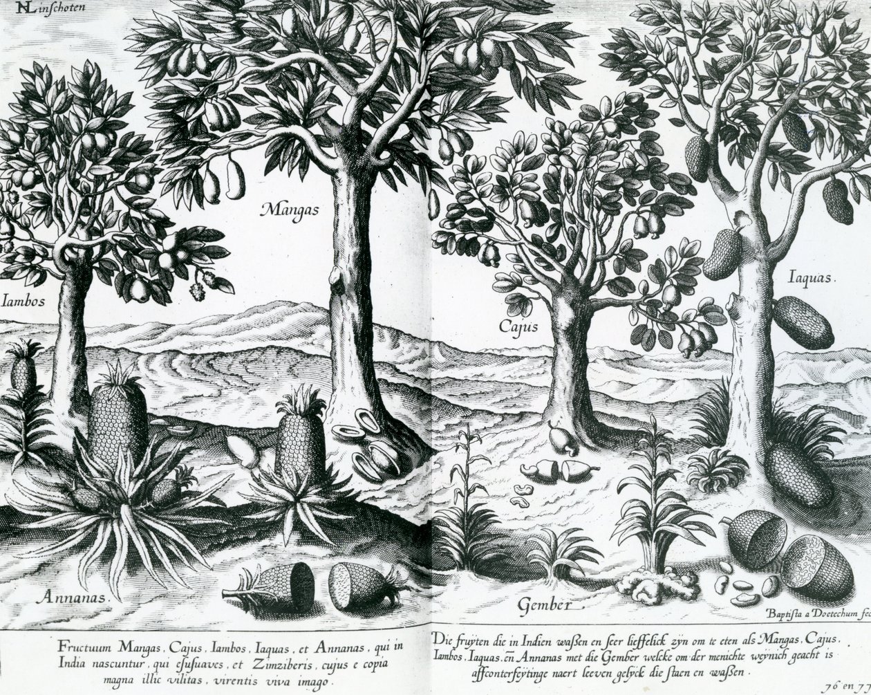Tropiske frugttræer, 1596 af Johannes Baptista van Doetechum the Younger