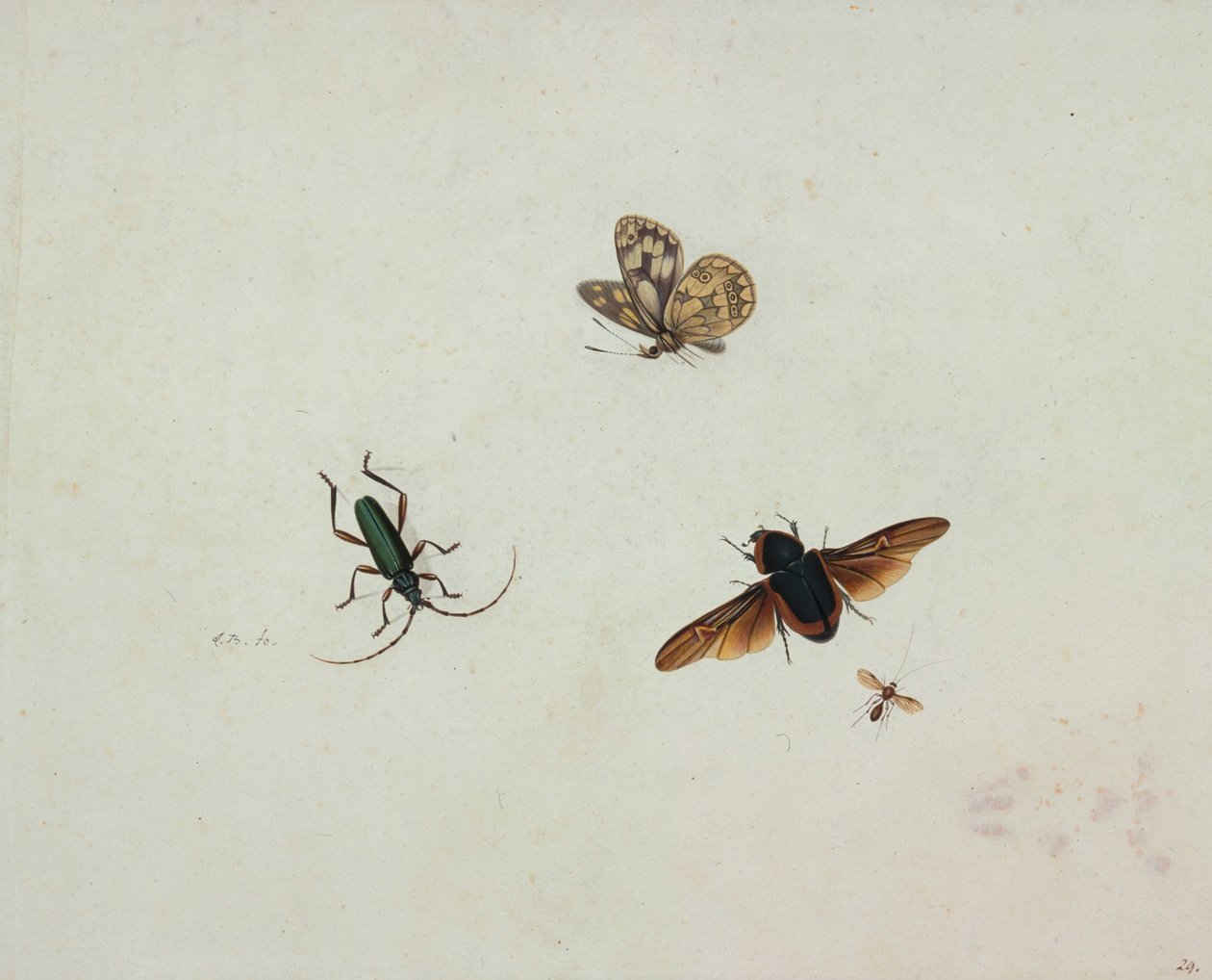 Fire insekter af Johannes Bronkhorst