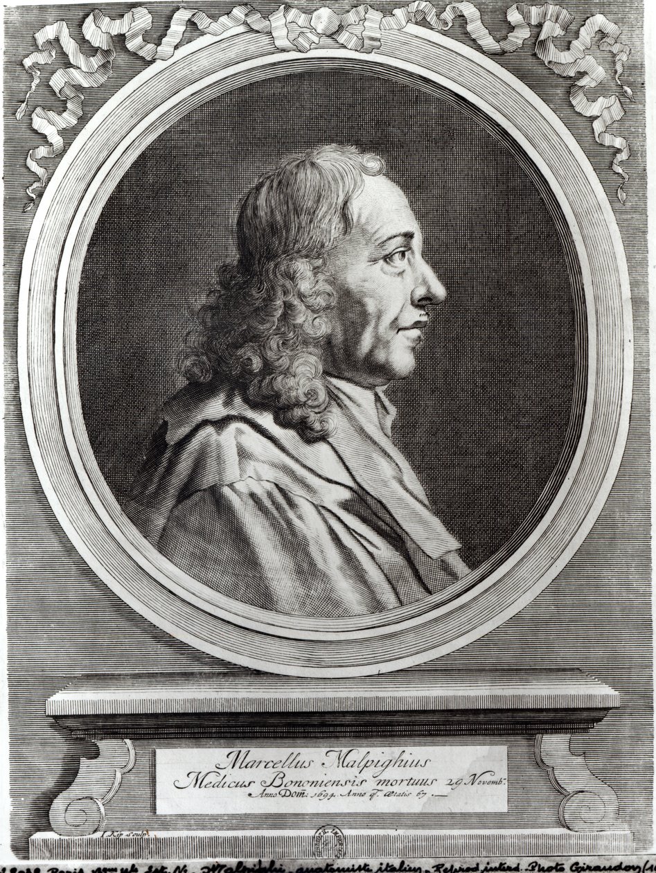 Marcello Malpighi (1628-94) i en alder af 67, 1694 af Johannes Kip