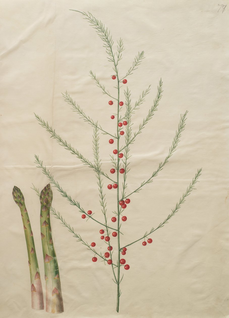 Asparges officinalis af Johannes Simon Holtzbecher