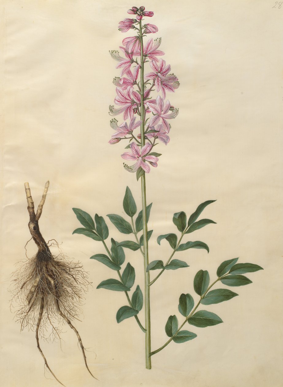 Dictamnus albus af Johannes Simon Holtzbecher