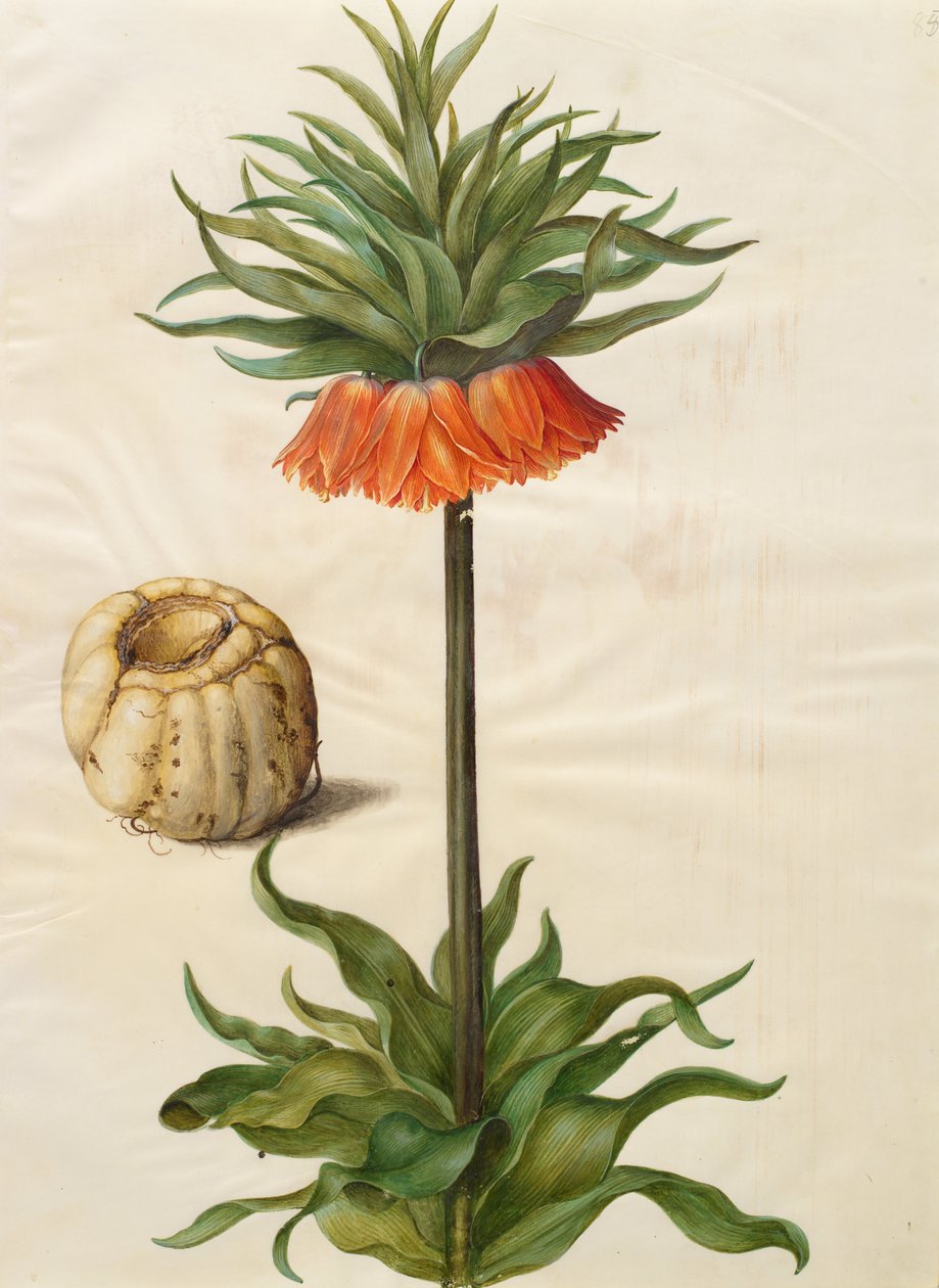 Fritillaria imperialis af Johannes Simon Holtzbecher