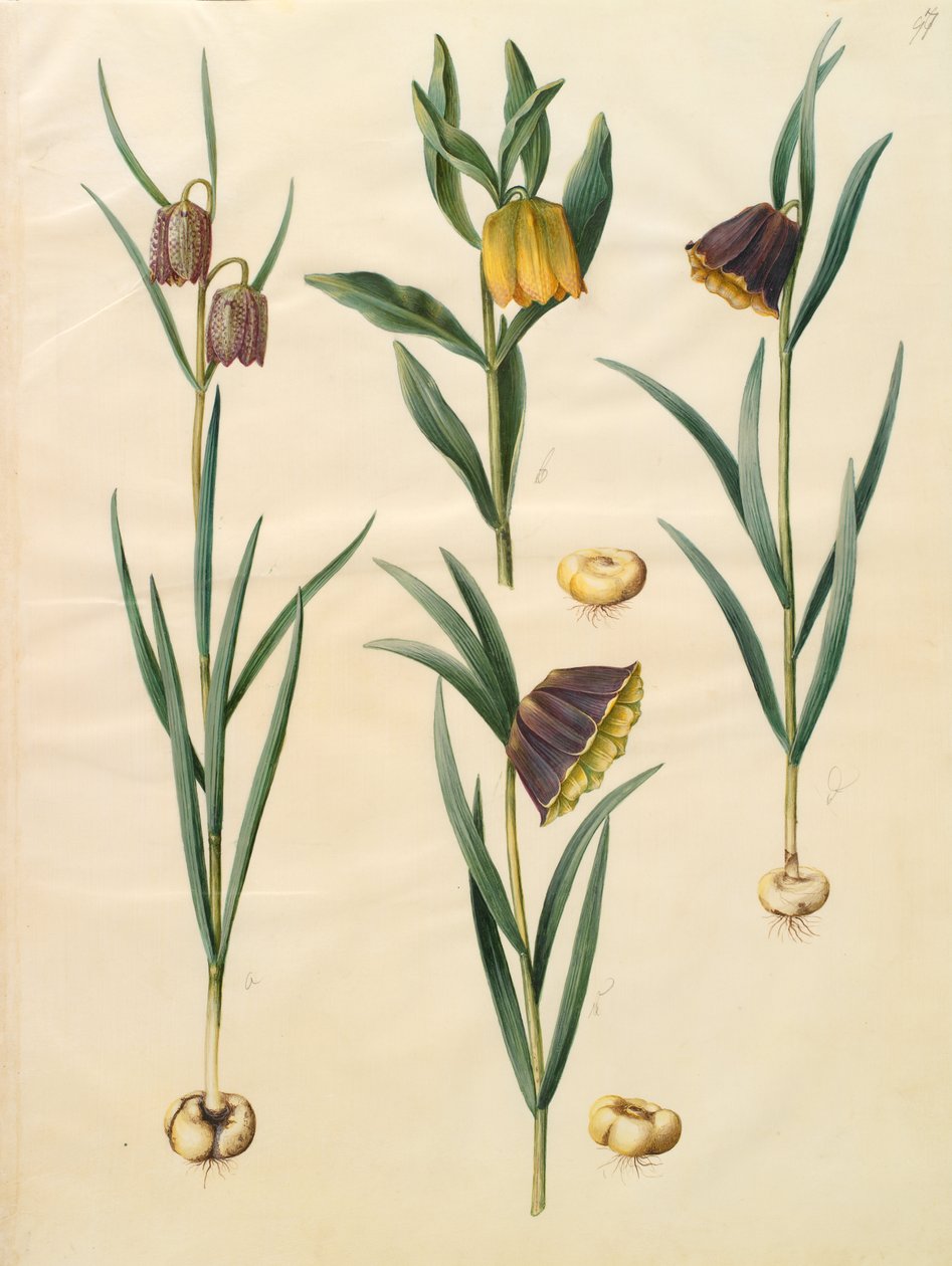 Fritillaria meleagris af Johannes Simon Holtzbecher