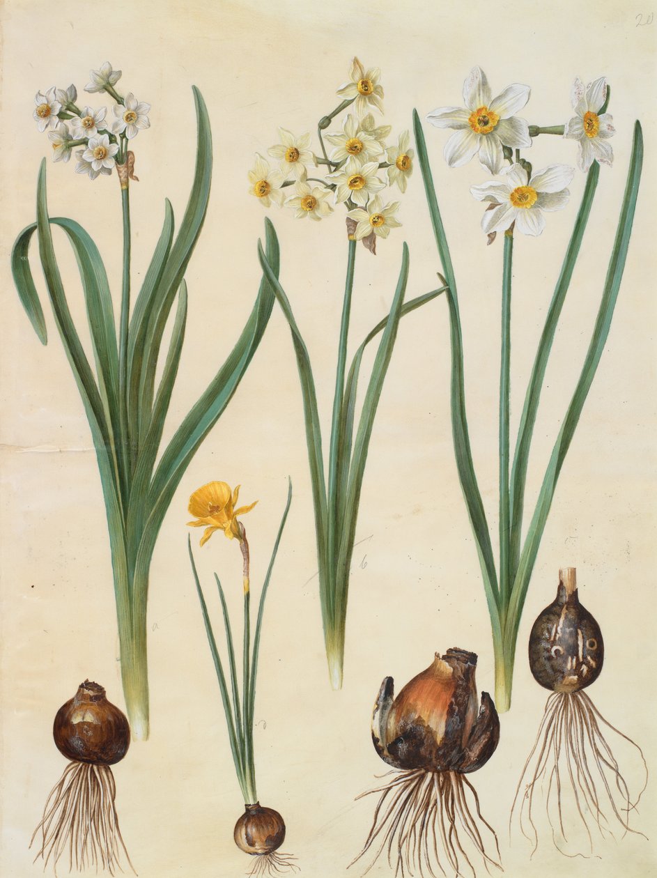Narcissus tazetta af Johannes Simon Holtzbecher