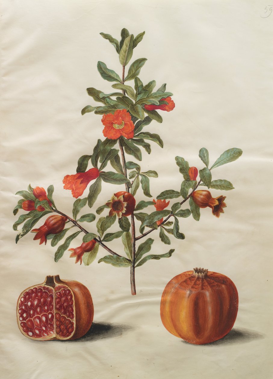 Punica granatum simp og pl af Johannes Simon Holtzbecher