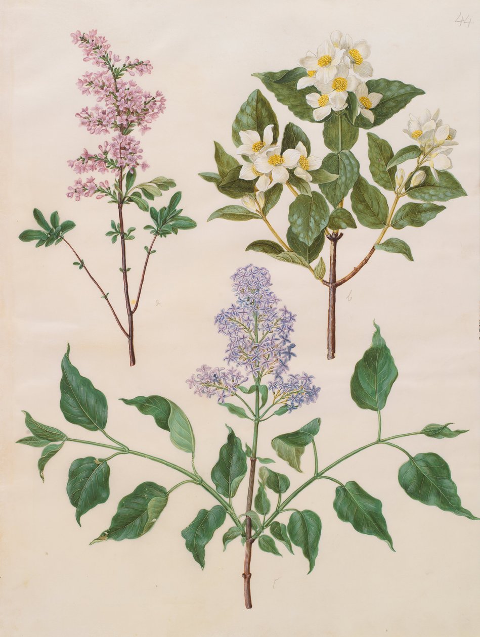 Syringa x persica; Philadelphus coronarius; Syringa vulgaris af Johannes Simon Holtzbecher