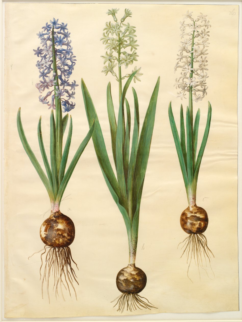 Hyacinthoides orientalis simp et pl af Johannes Simon Holtzbecker