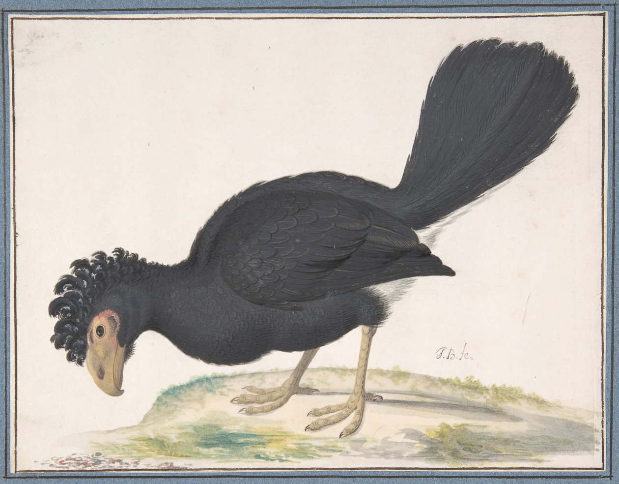 A Black Curassow, n.d.. af Johannes Bronckhorst