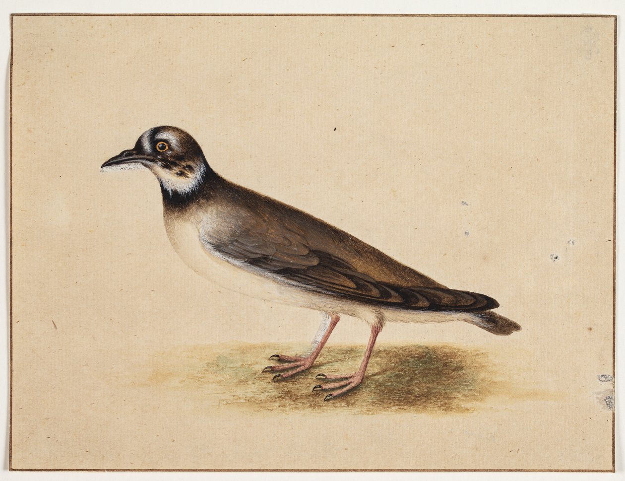 Fugl af Johannes Bronckhorst