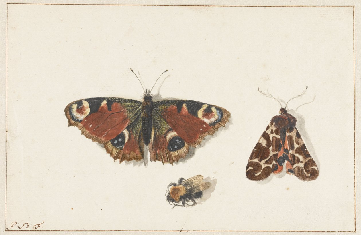 Sommerfugl, møl og humlebi af Johannes Bronkhorst