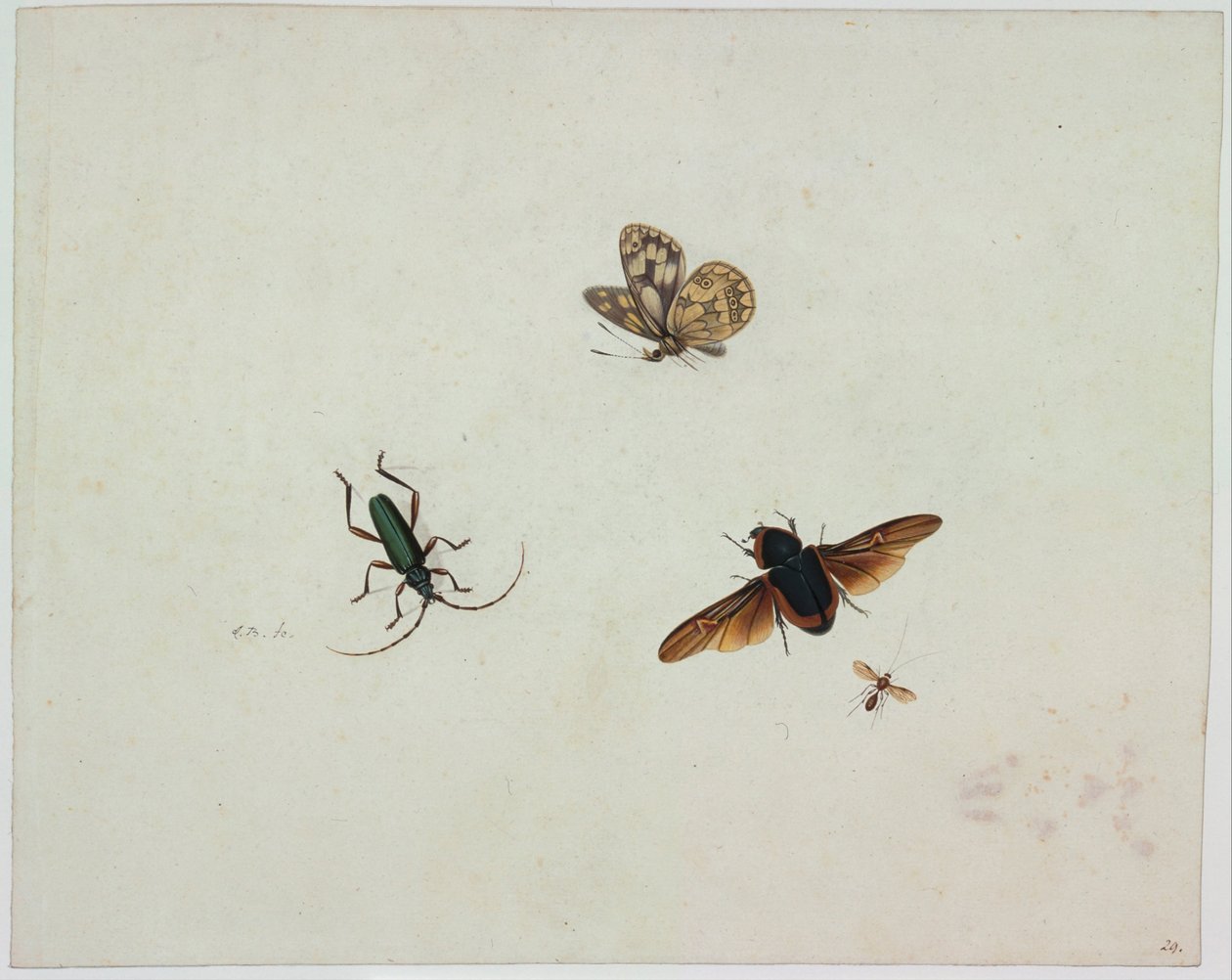 Fire insekter, slutningen af 1600-tallet. af Johannes Bronkhorst